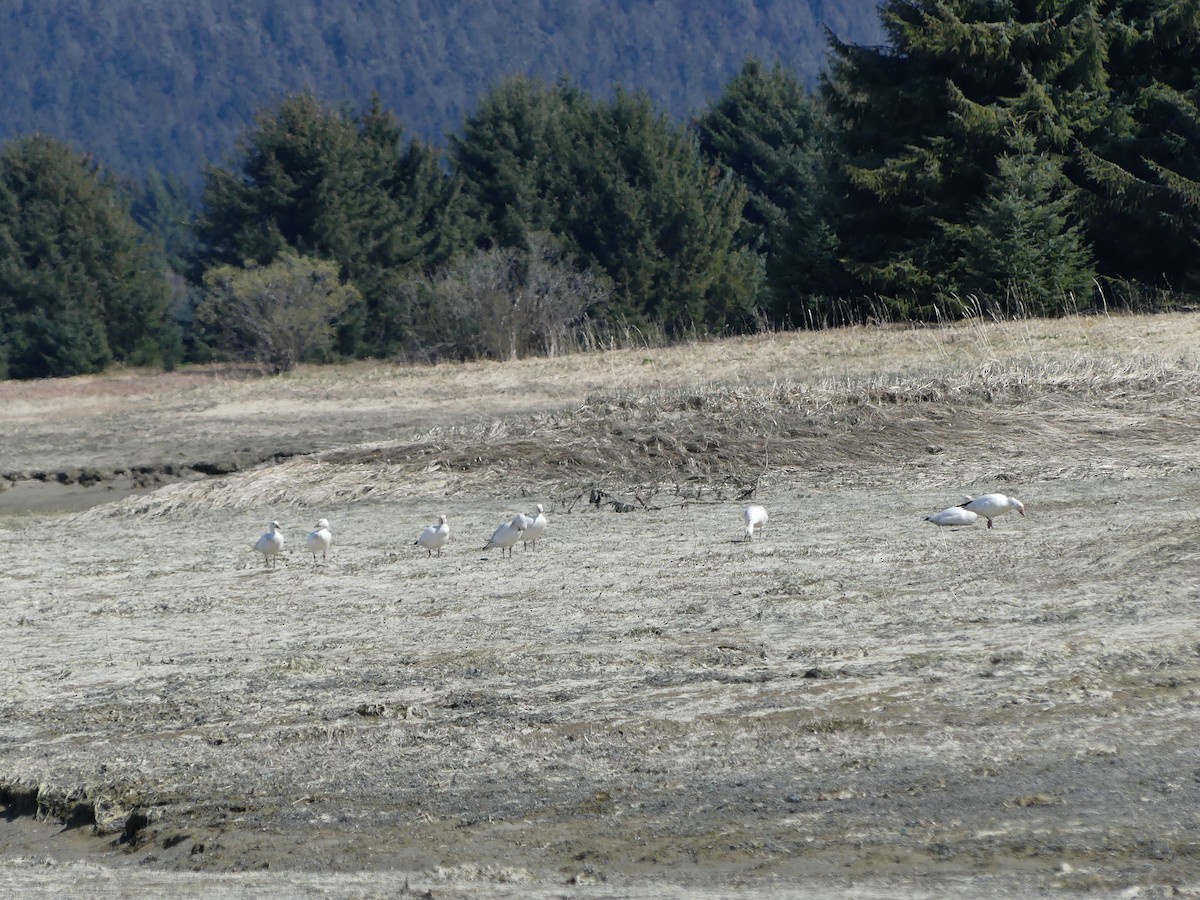 Snow Goose - ML618347195