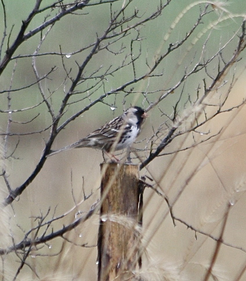 Harris's Sparrow - ML618347199