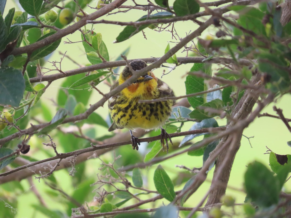 Cape May Warbler - Lynn Barber