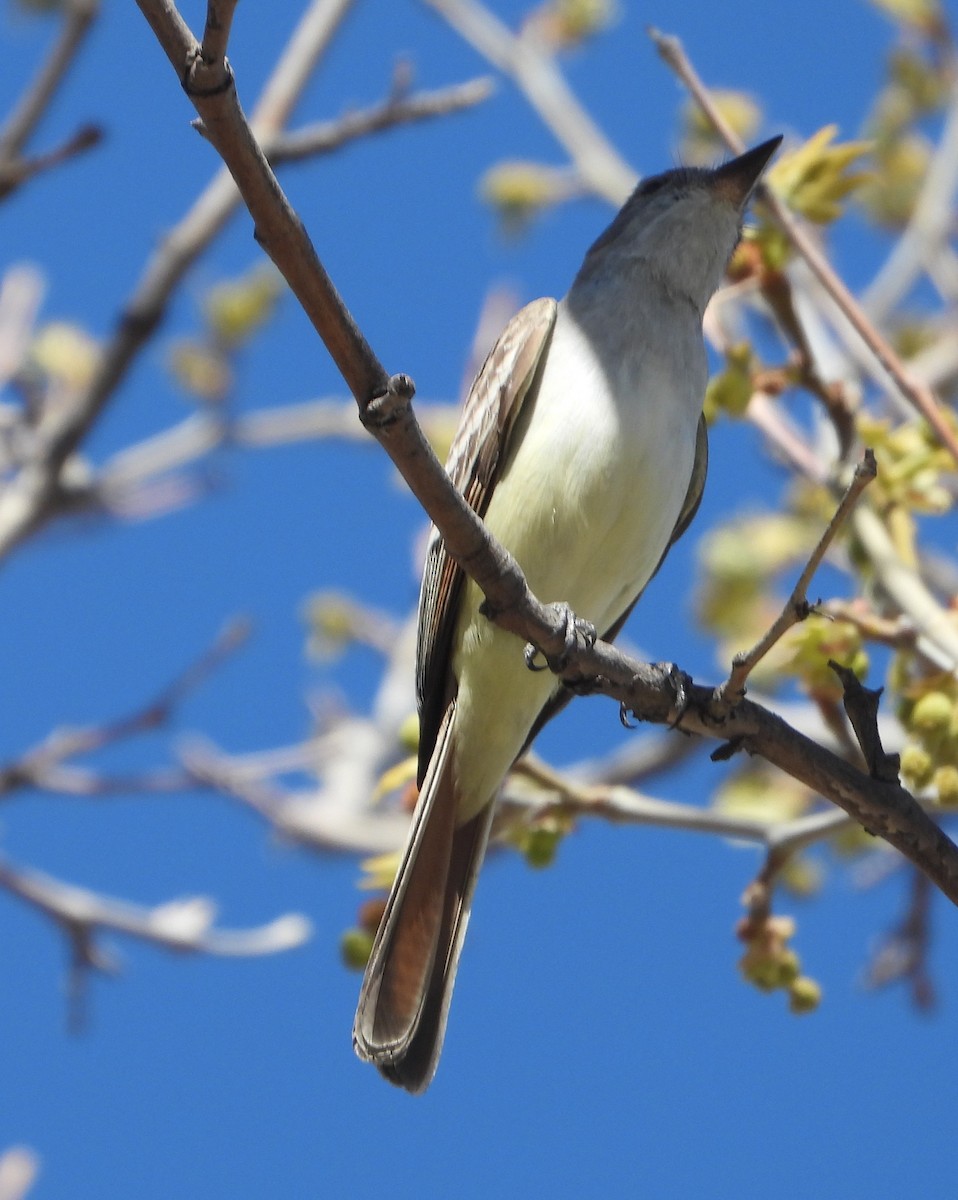 Ash-throated Flycatcher - Rodney Macready