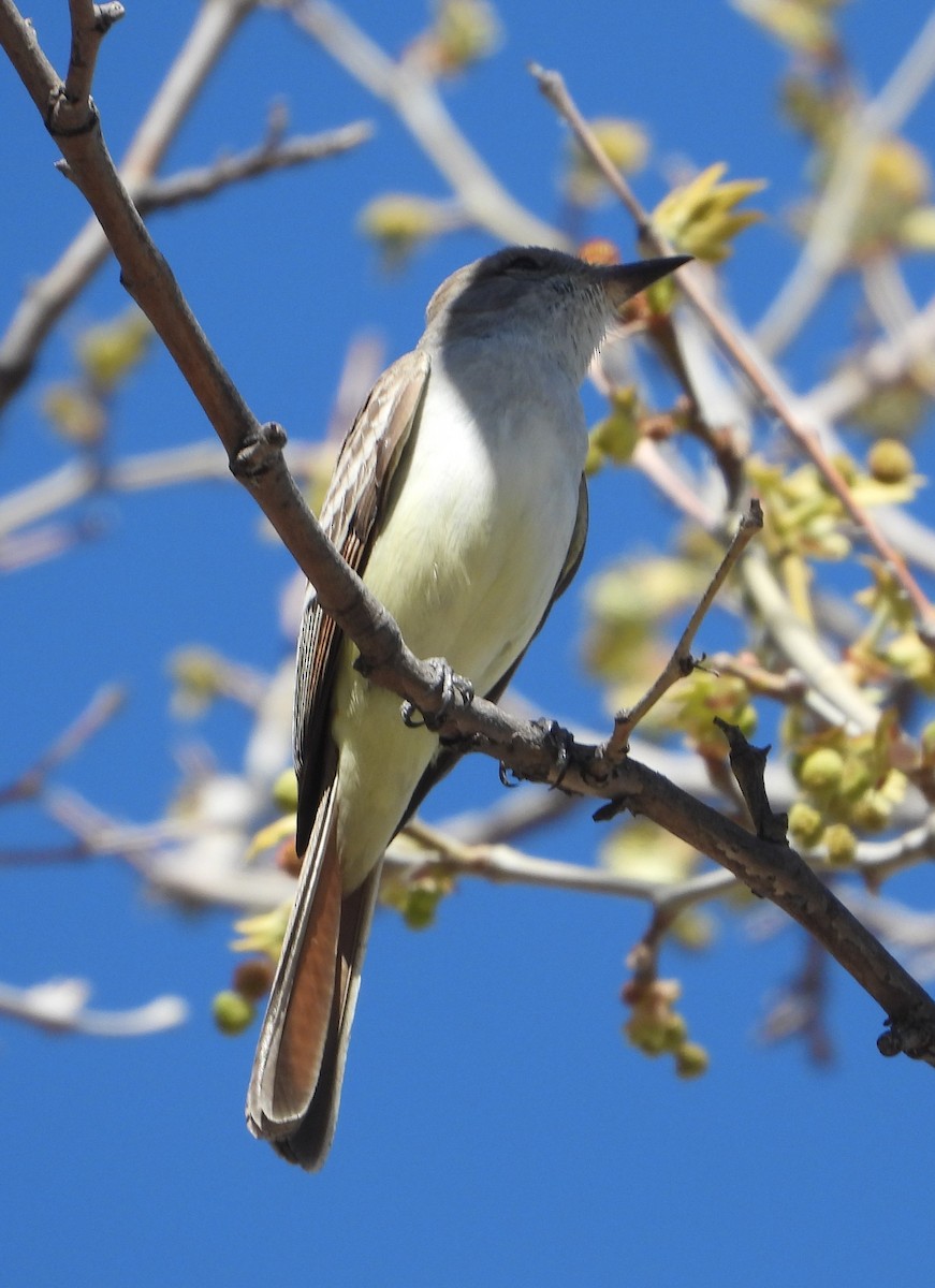 Ash-throated Flycatcher - Rodney Macready