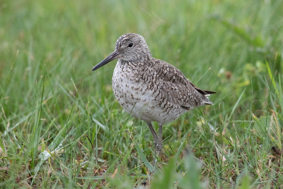 Willet - ML618347269