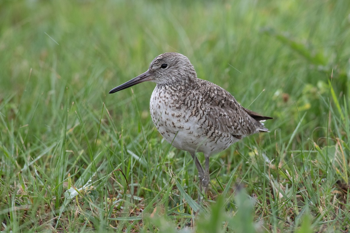 Willet - ML618347272