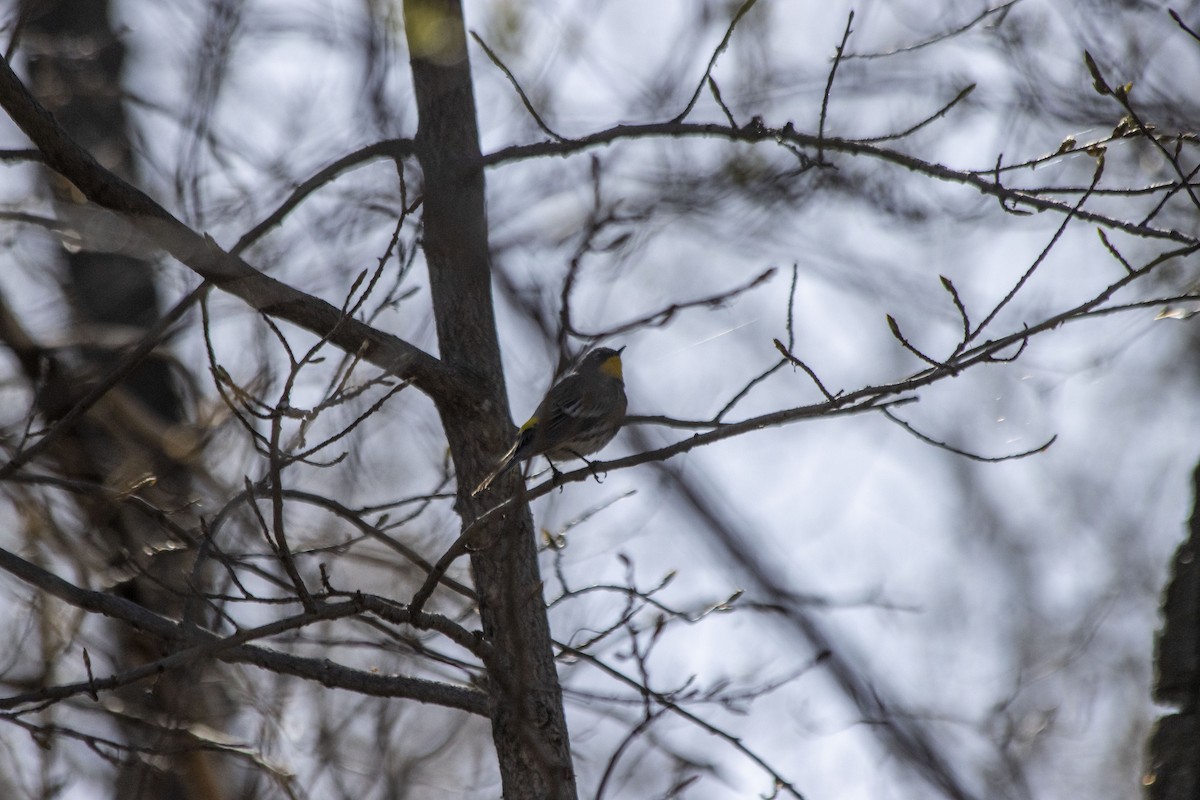 Yellow-rumped Warbler - ML618347274