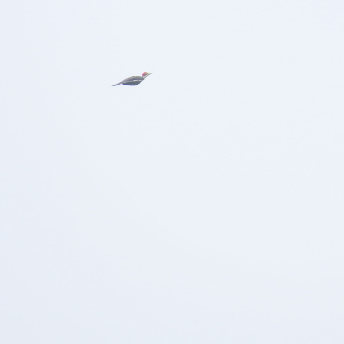 Pileated Woodpecker - ML618347287