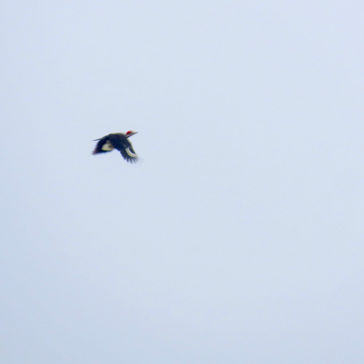 Pileated Woodpecker - ML618347313