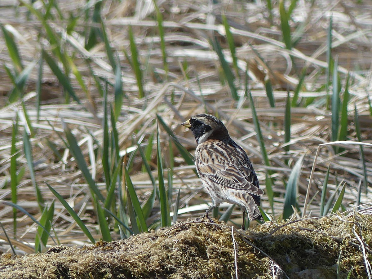 Lapland Longspur - ML618347365