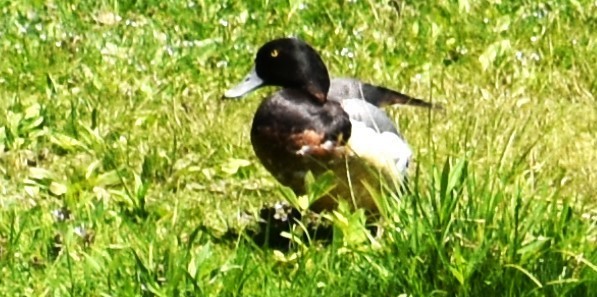 Greater Scaup - ML618347372