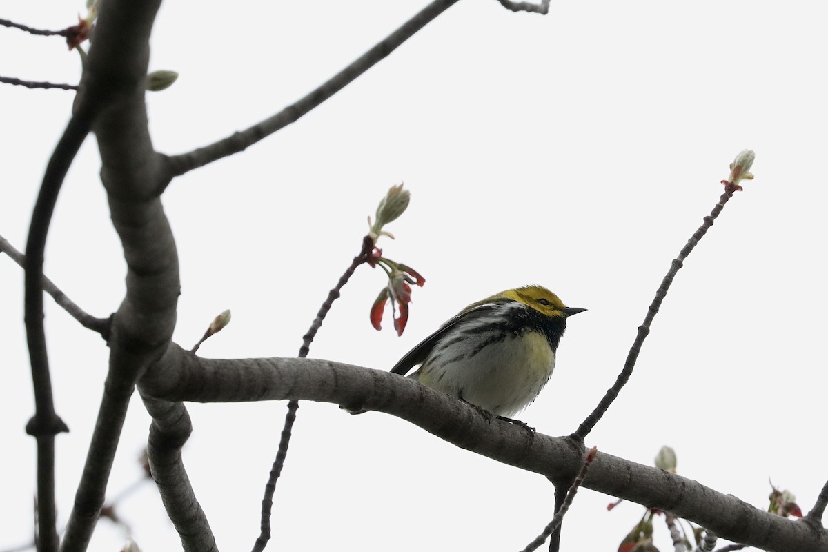 Black-throated Green Warbler - ML618347390