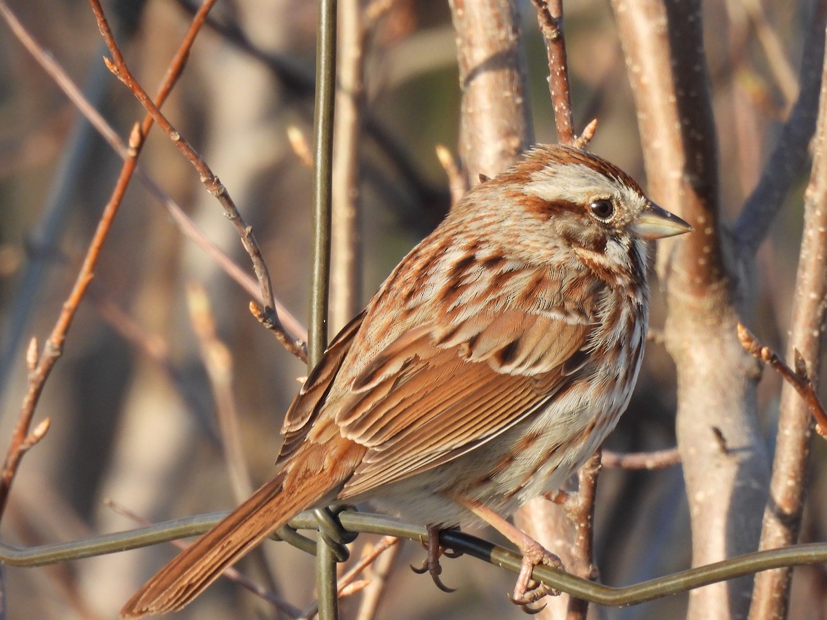 Song Sparrow - Dany Caouette