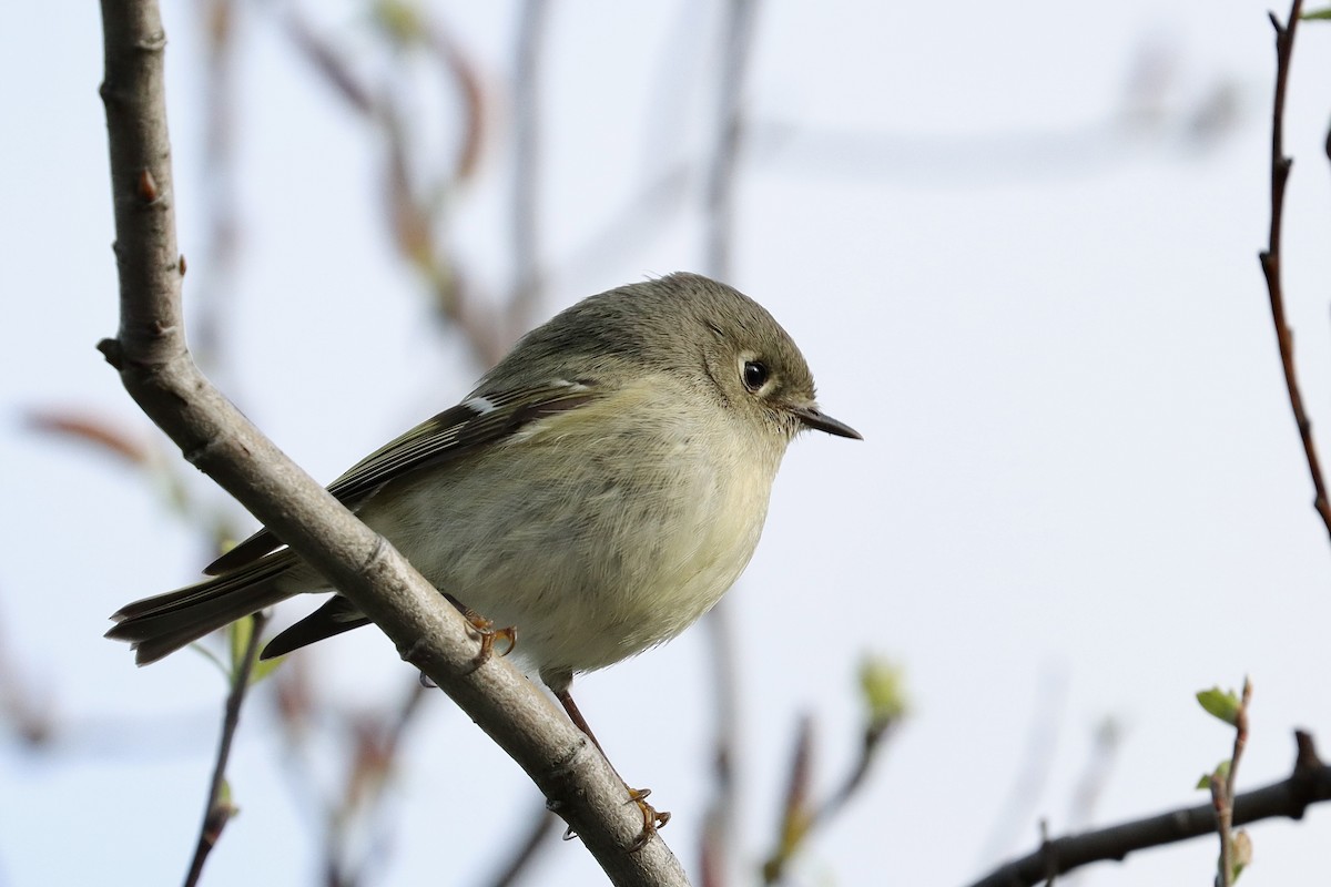 Ruby-crowned Kinglet - Justin Della Mora Duquette