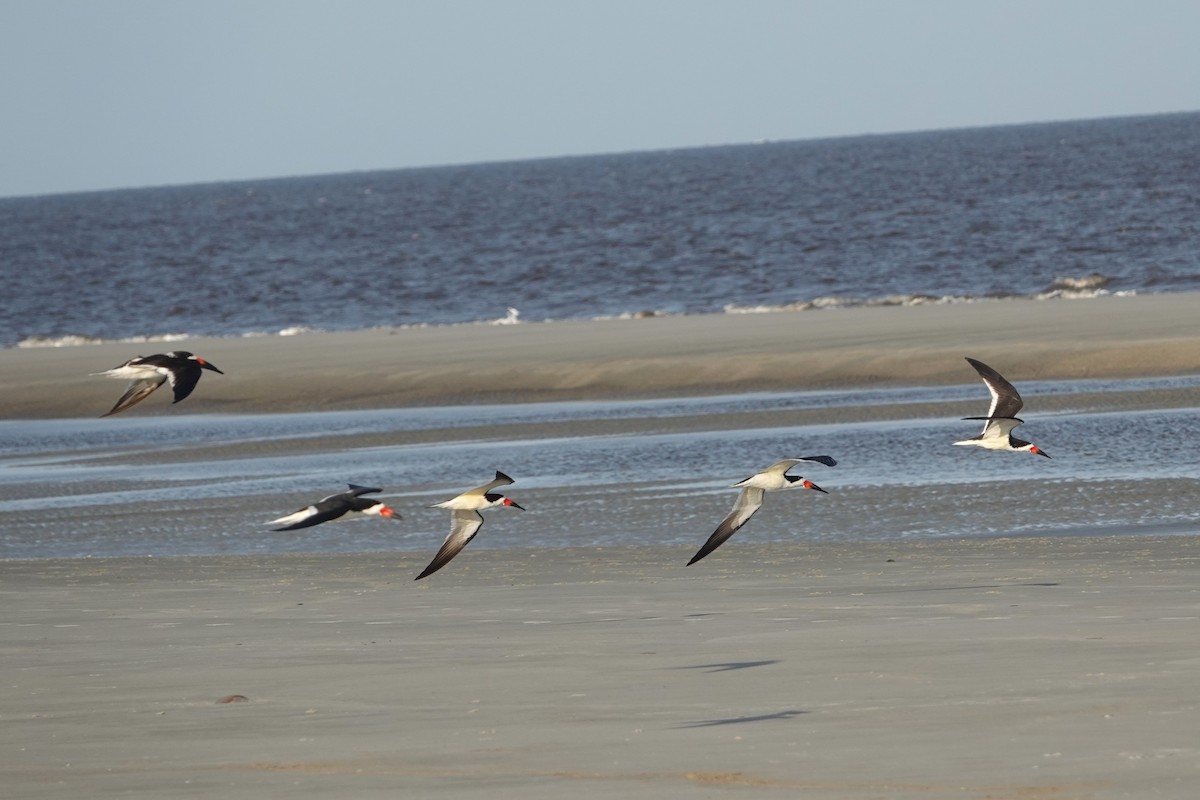 Black Skimmer - ML618347464