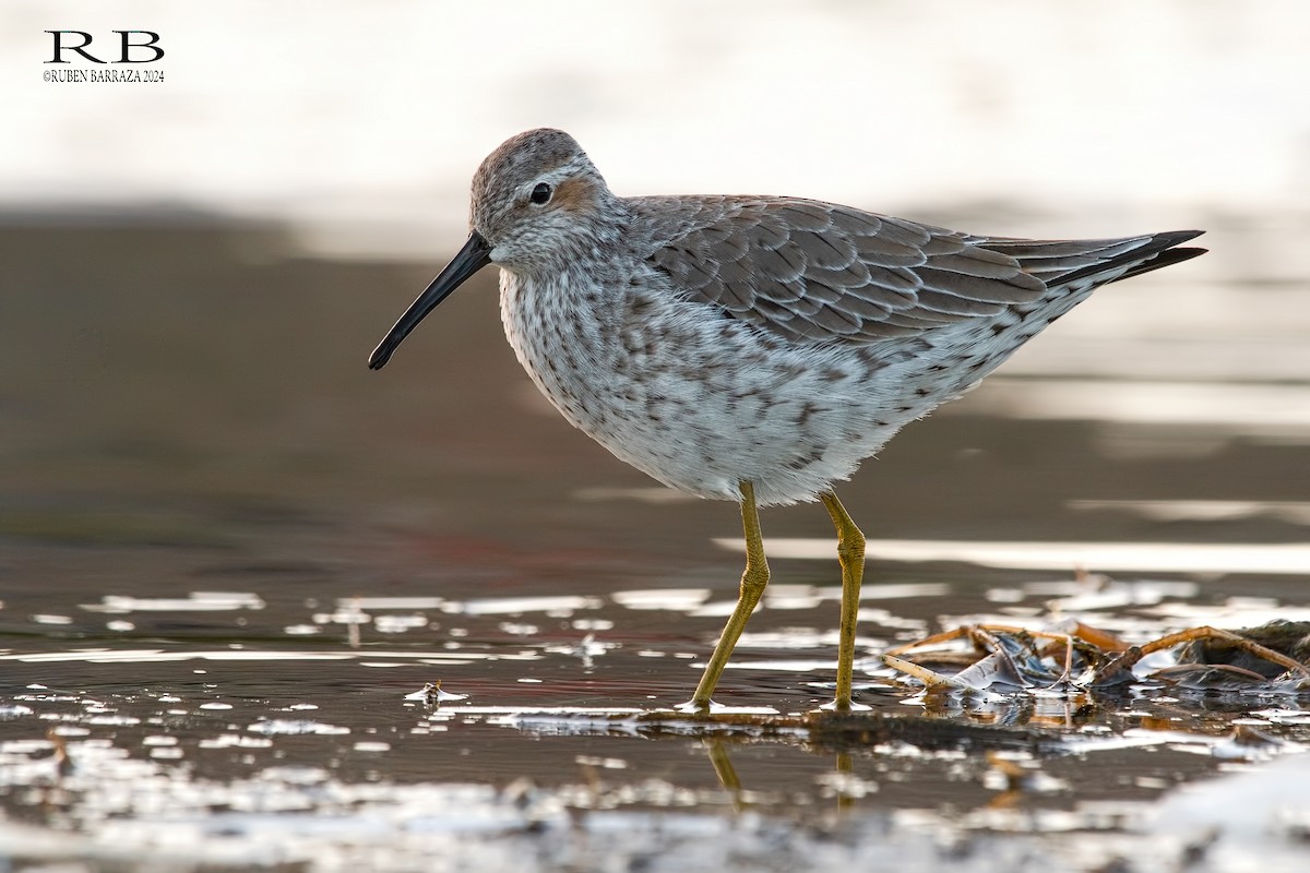 Stilt Sandpiper - ML618347481