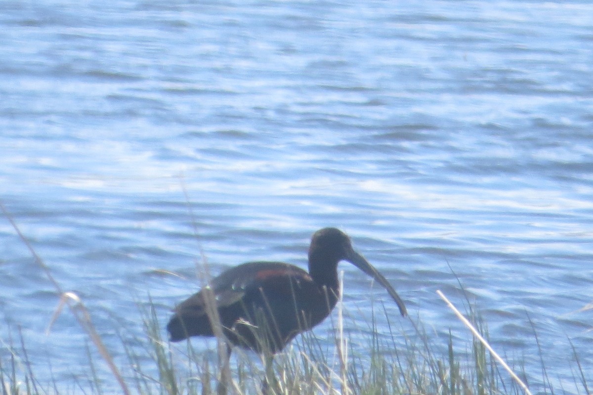 White-faced Ibis - ML618347486