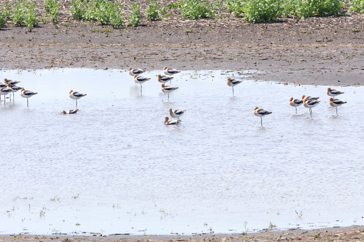 American Avocet - Garth V. Riley