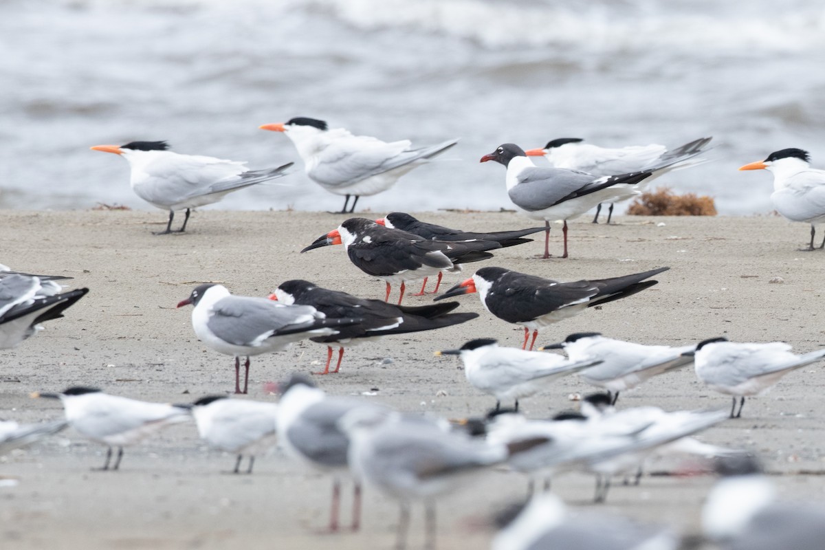 Black Skimmer - ML618347493