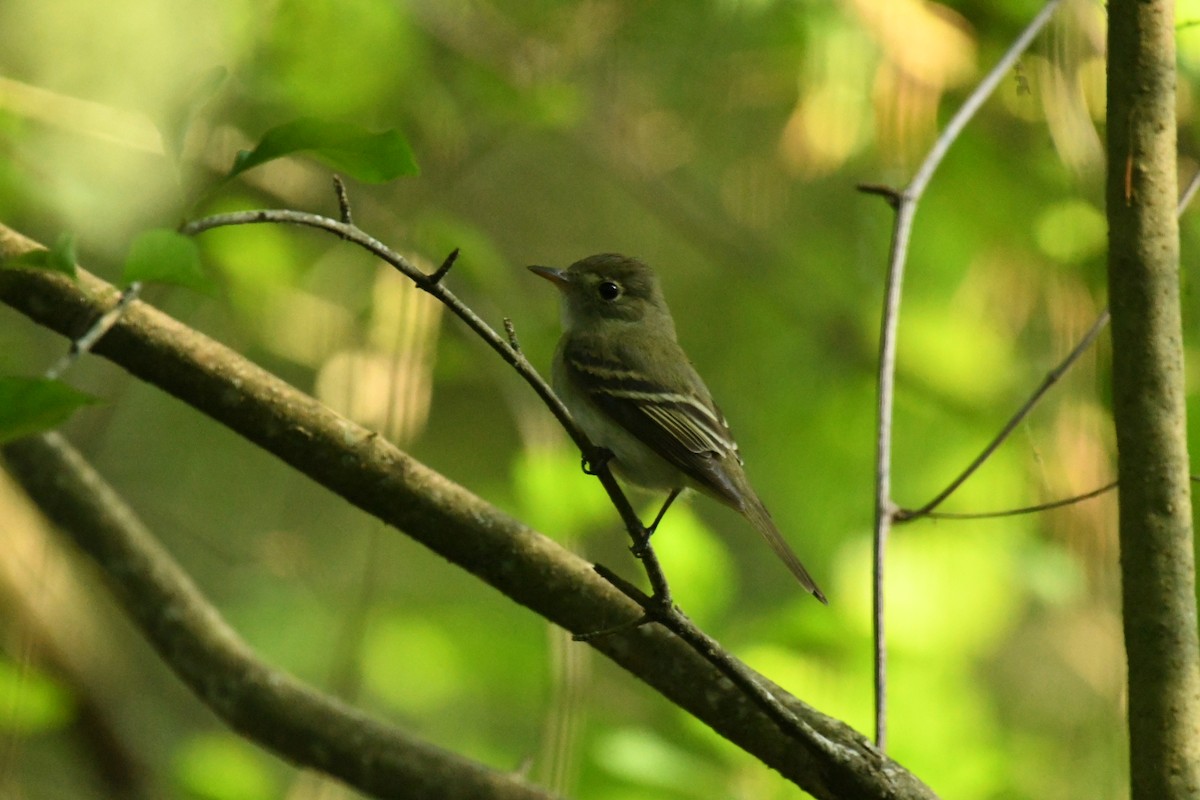 Acadian Flycatcher - Robert Opperman