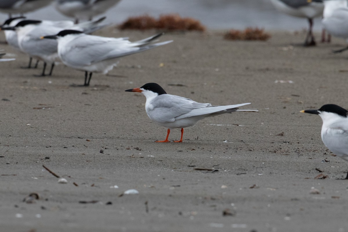 Forster's Tern - Andre Moncrieff