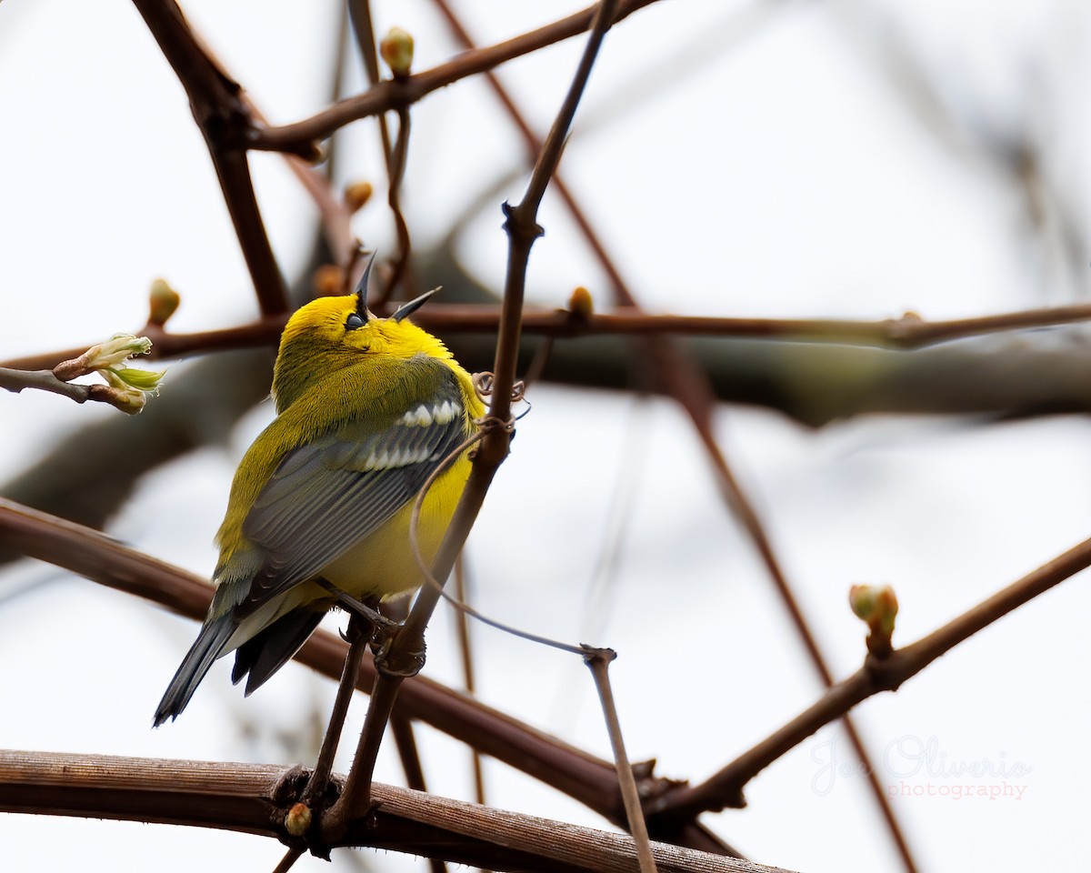 Blauflügel-Waldsänger - ML618347552