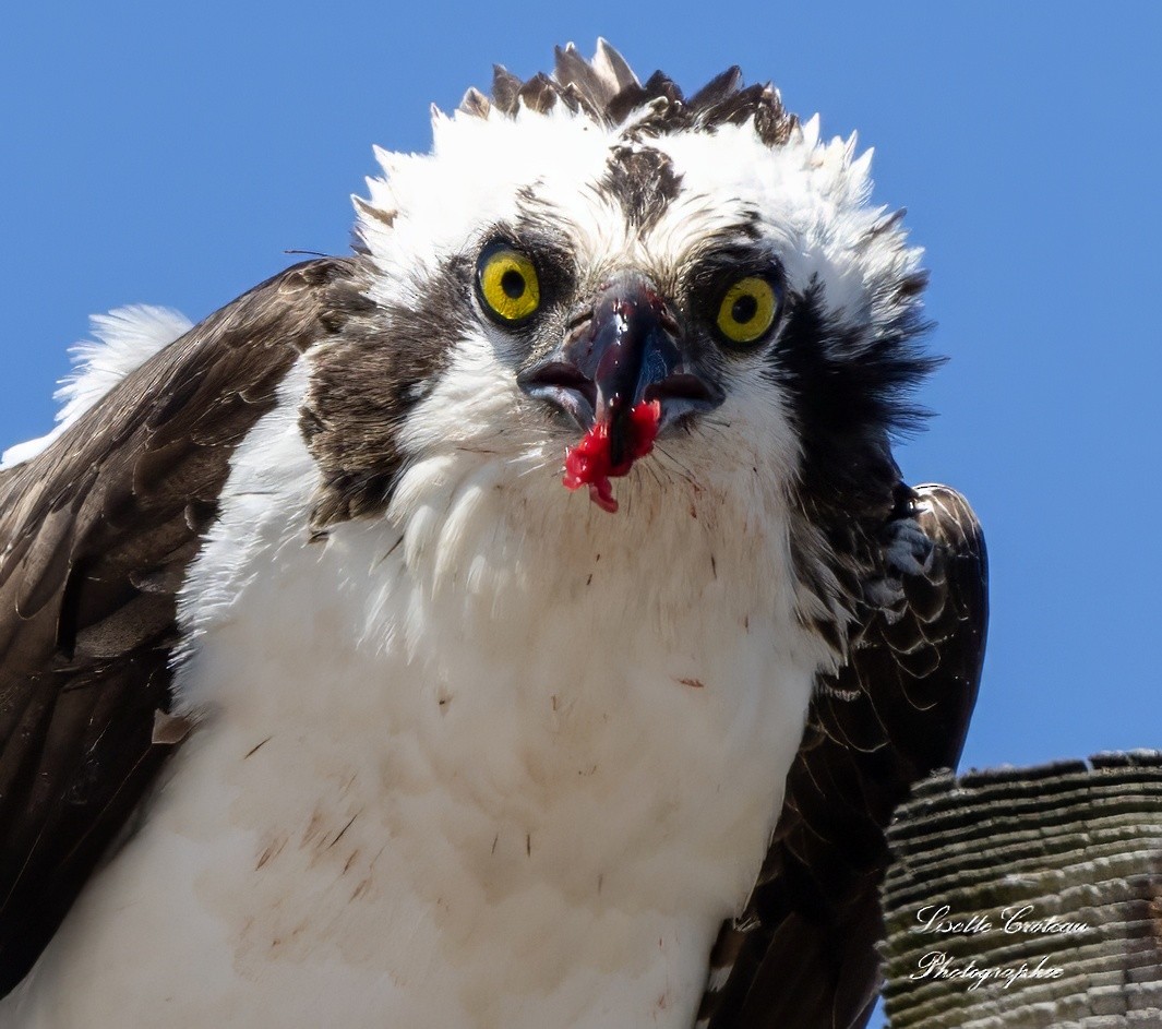 Osprey - ML618347557