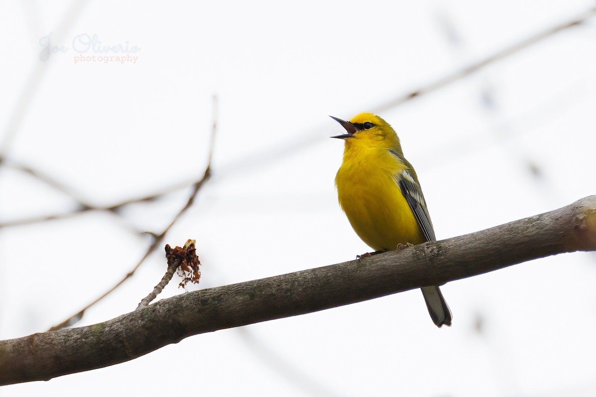 Blauflügel-Waldsänger - ML618347560