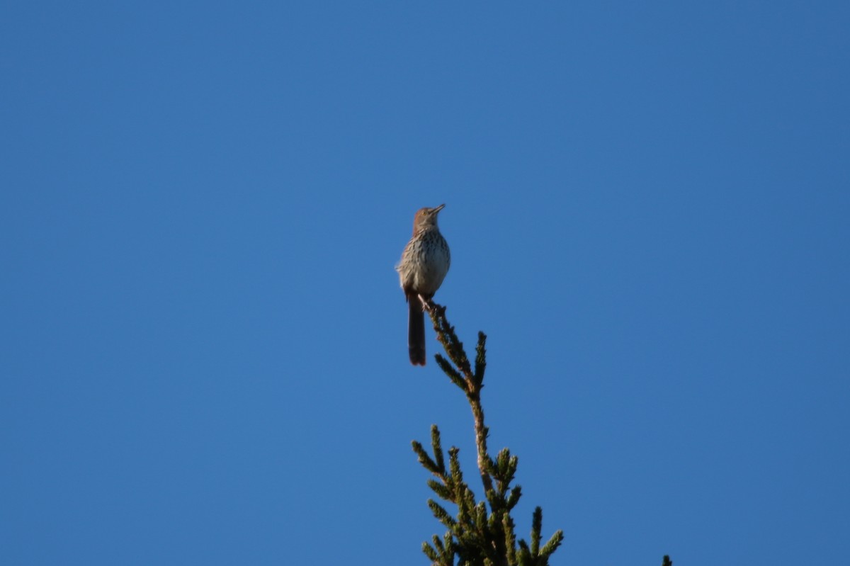 Brown Thrasher - ML618347577