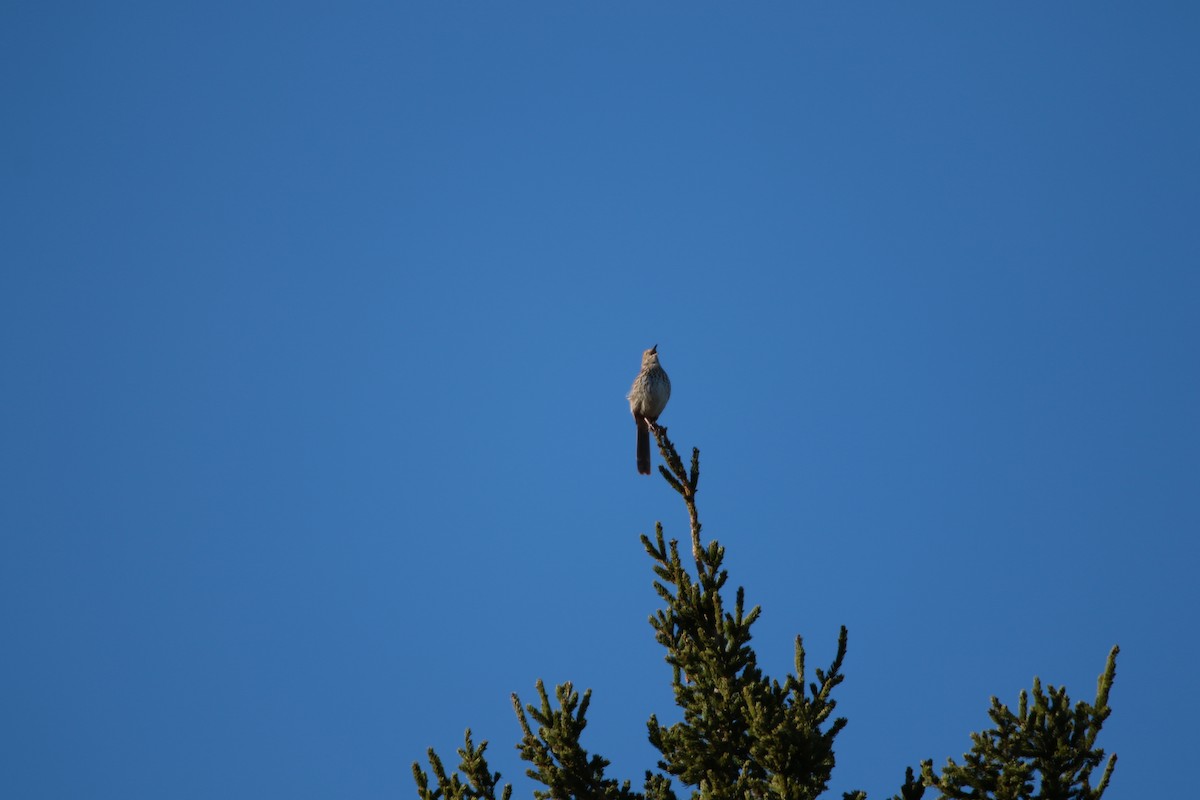 Brown Thrasher - ML618347578