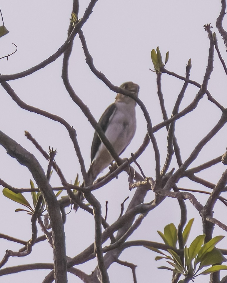 White-rumped Falcon - ML618347606