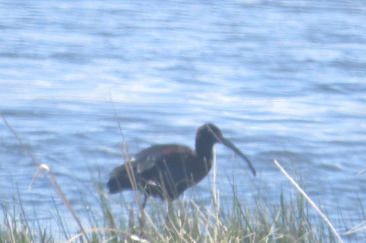 White-faced Ibis - ML618347608