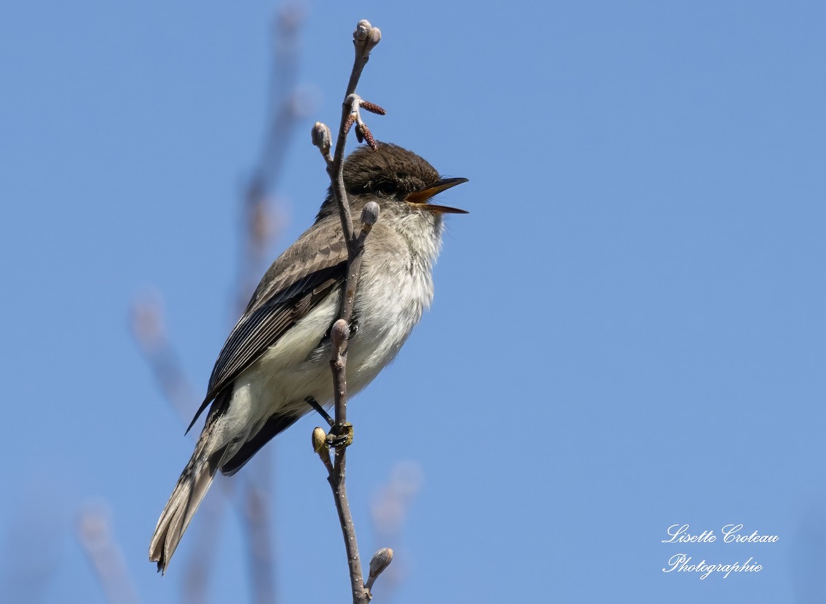 Eastern Phoebe - ML618347634