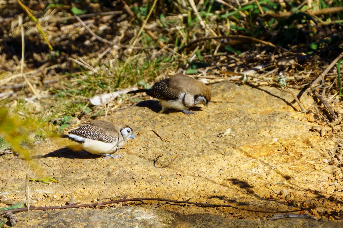 Double-barred Finch - James Churches