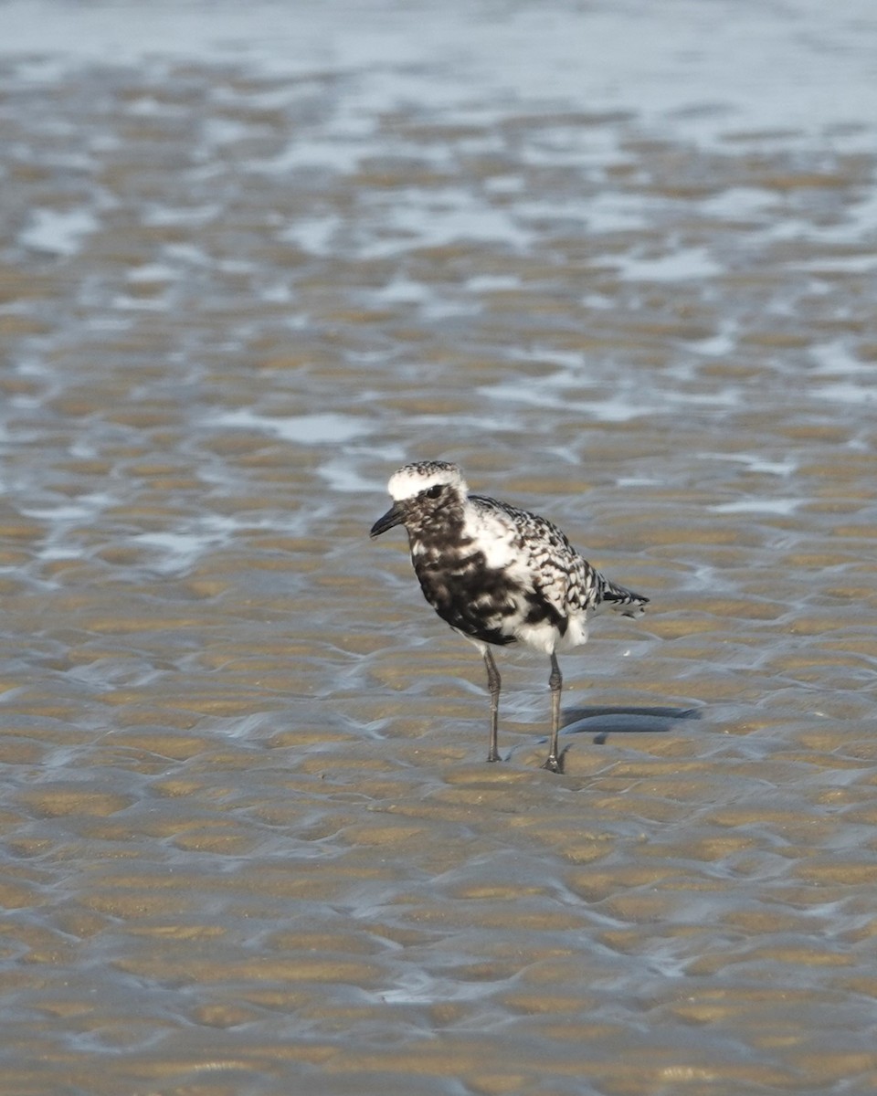 Black-bellied Plover - ML618347671