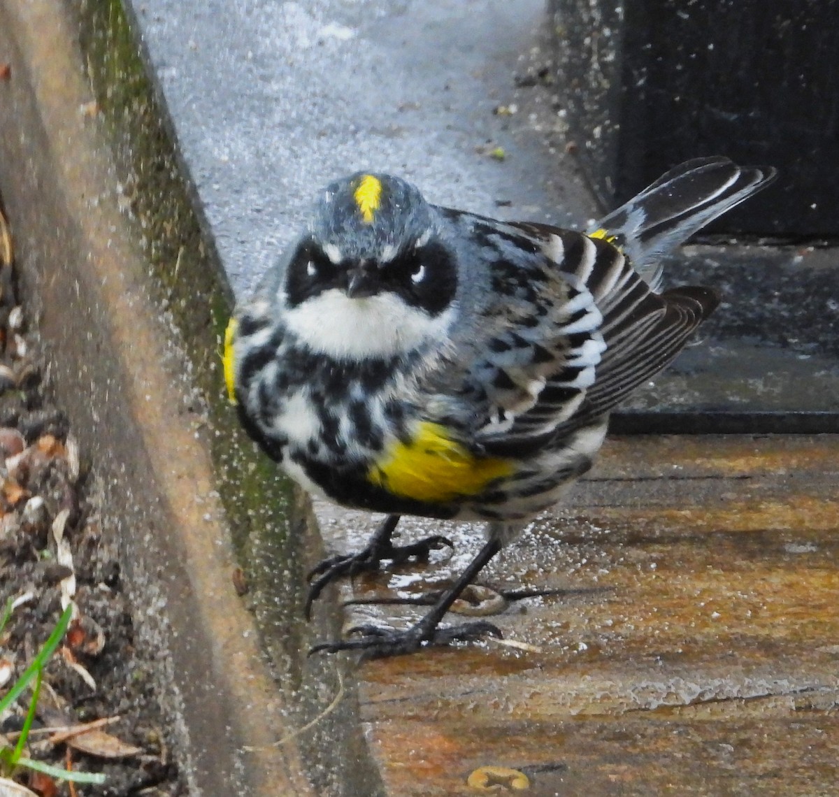 Yellow-rumped Warbler - ML618347675