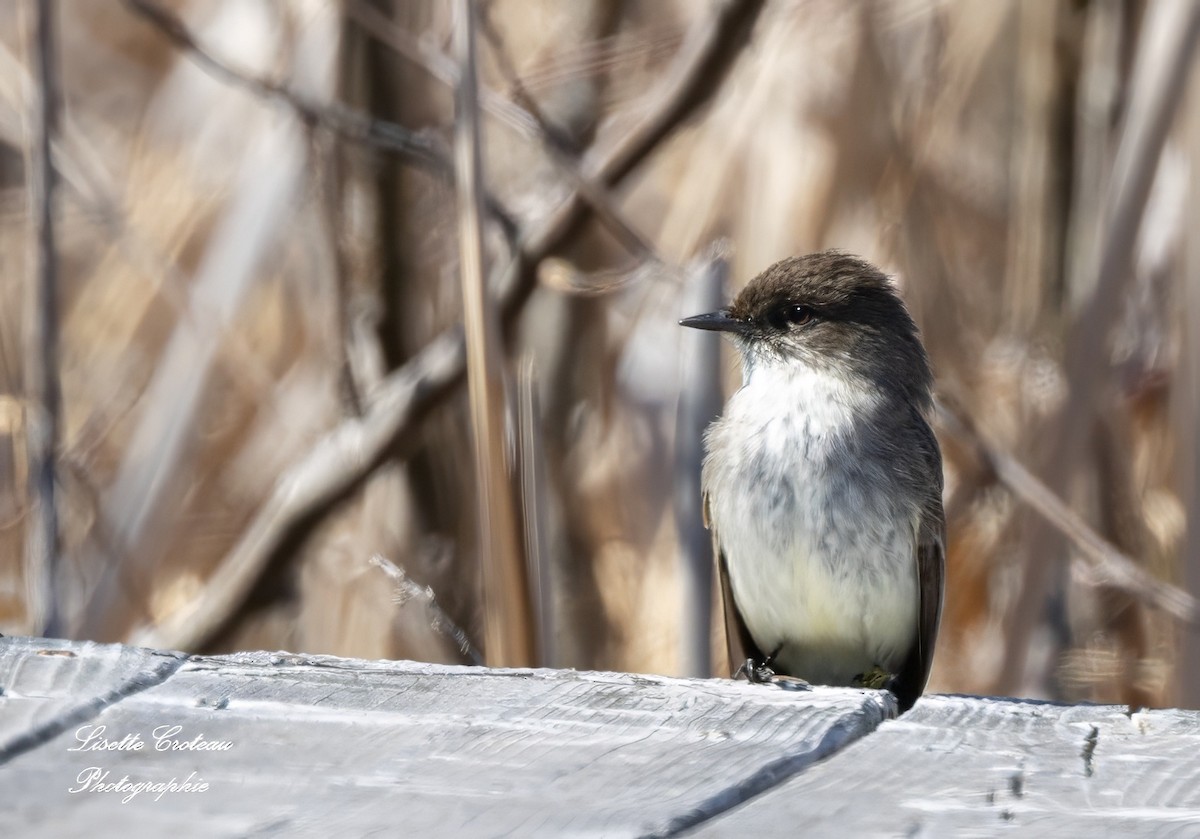 Eastern Phoebe - ML618347677