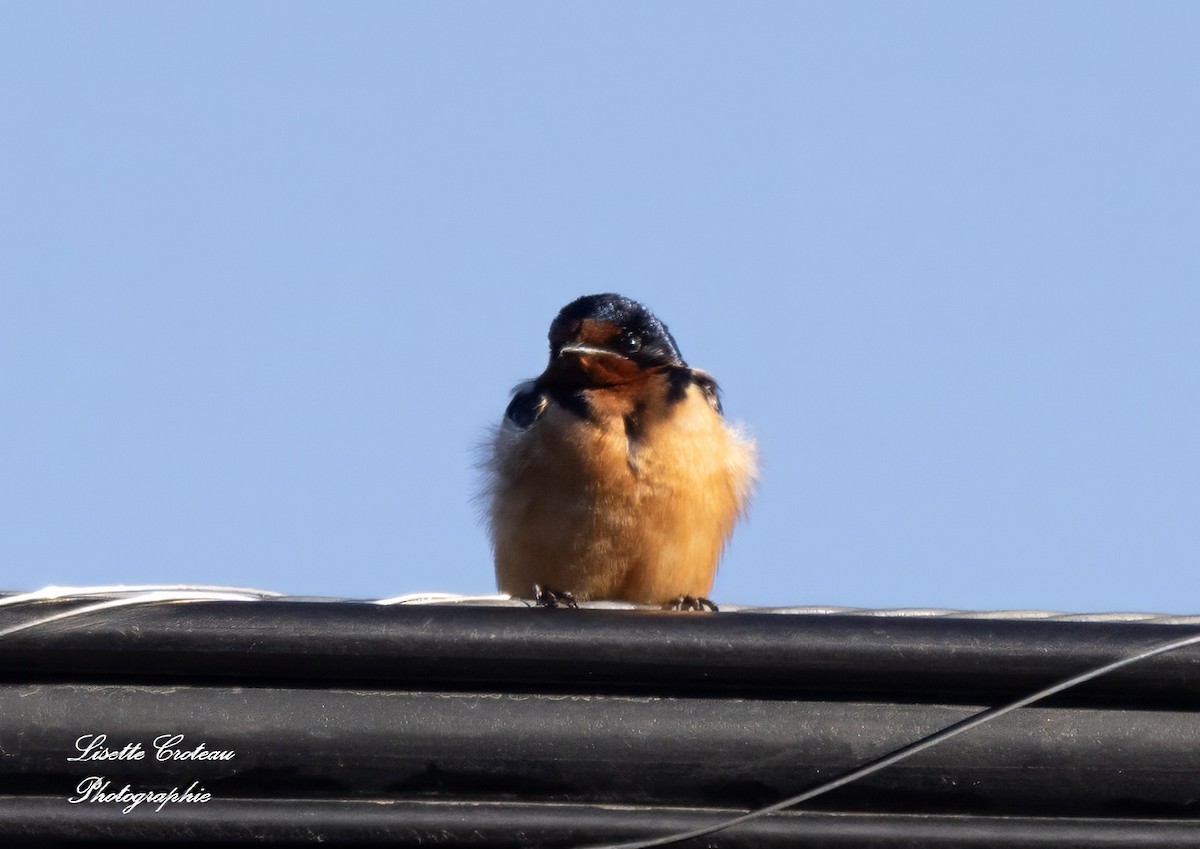 Barn Swallow - ML618347695