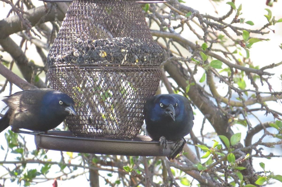 Common Grackle - Elizabeth Schimelpfenig