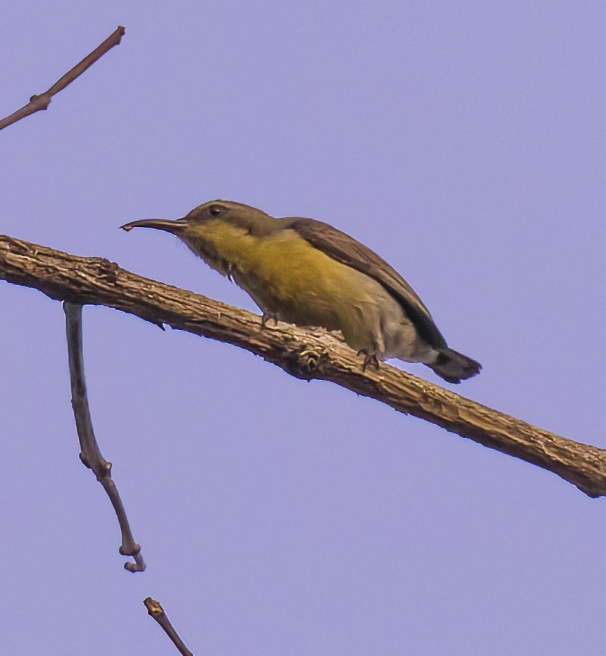 Ornate Sunbird - David Hoar