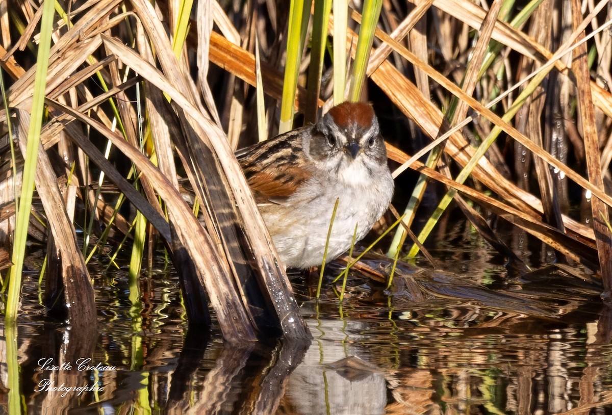 Swamp Sparrow - ML618347726