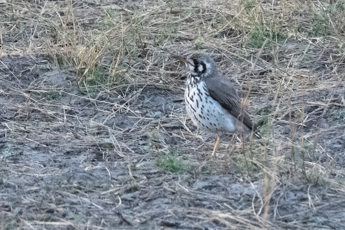 Groundscraper Thrush - ML618347810