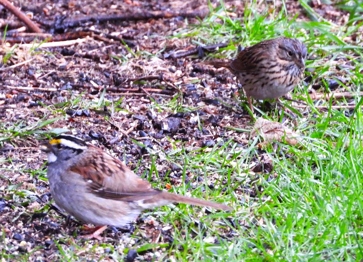 White-throated Sparrow - ML618347814