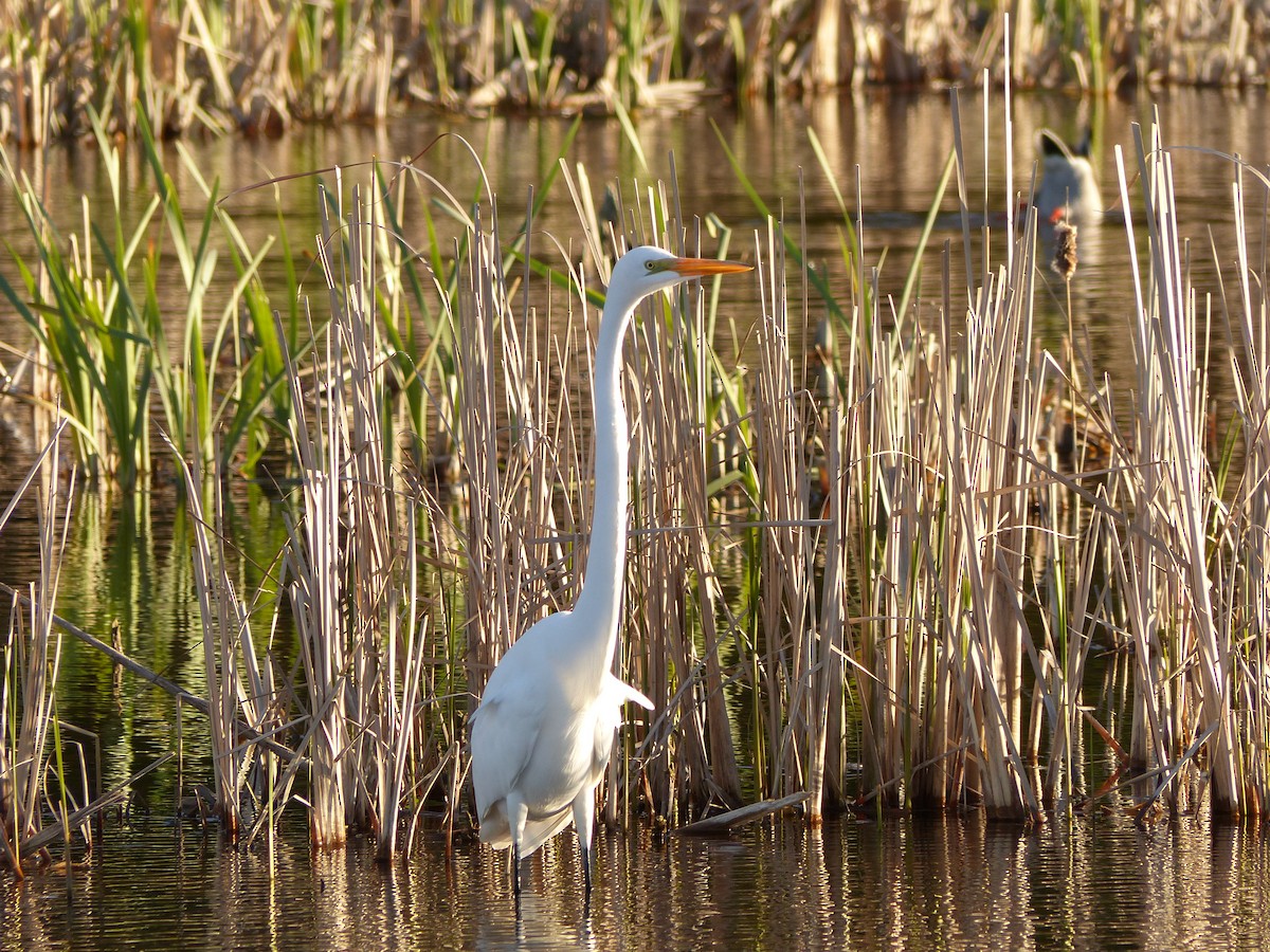 Great Egret - ML618347822