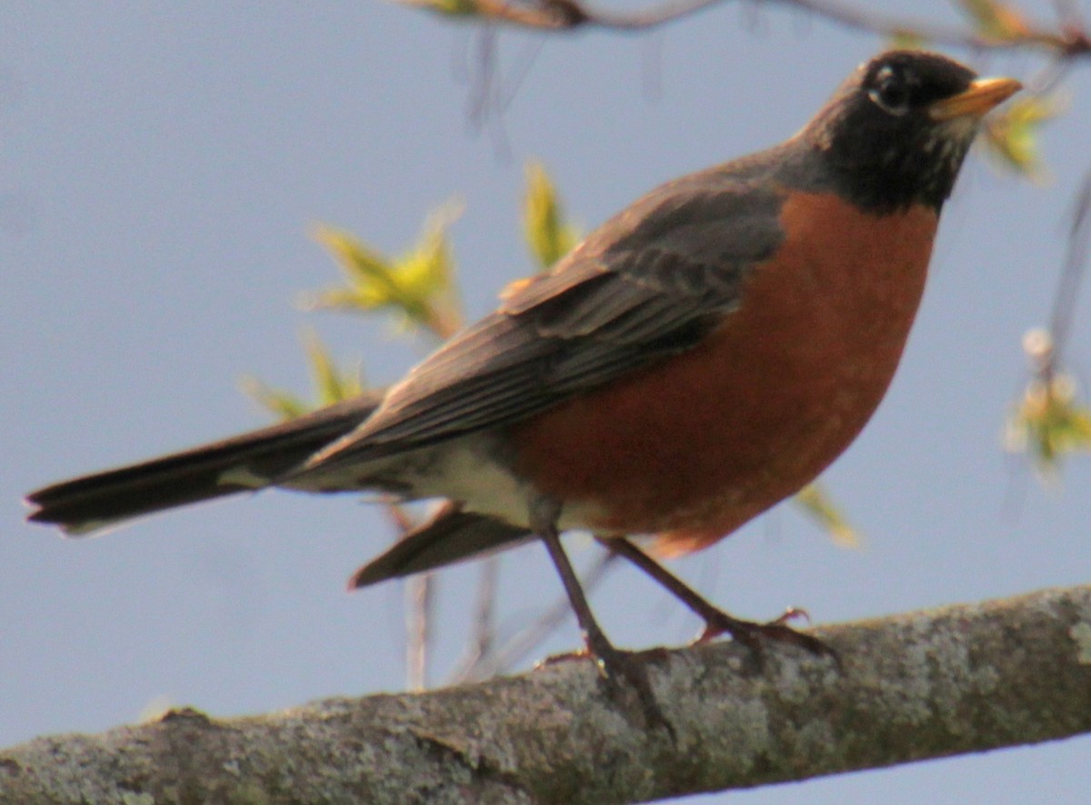 American Robin - ML618347862