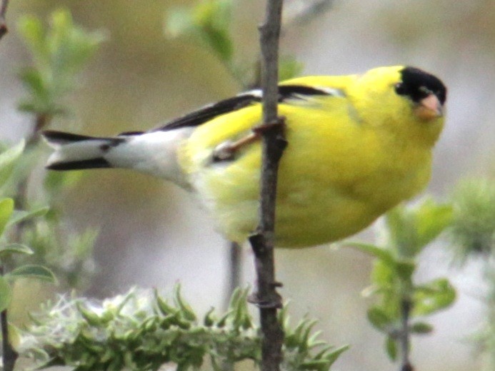 American Goldfinch - ML618347878