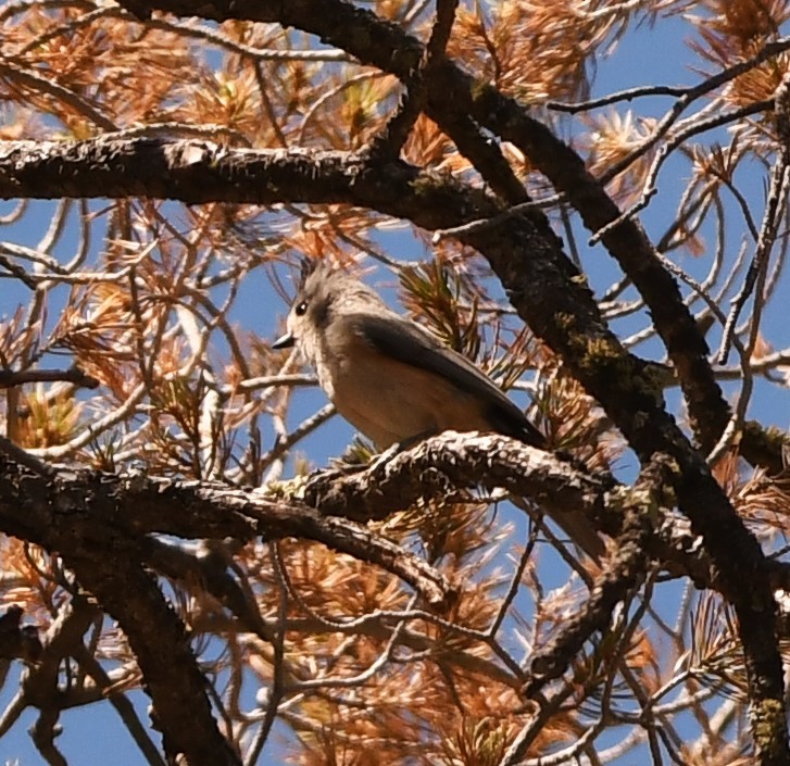 Black-crested Titmouse - ML618347908