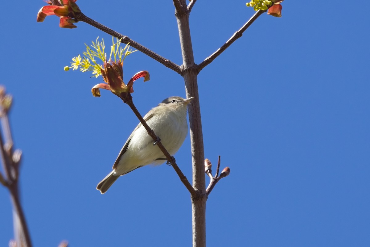 Warbling Vireo - Brian Johnson