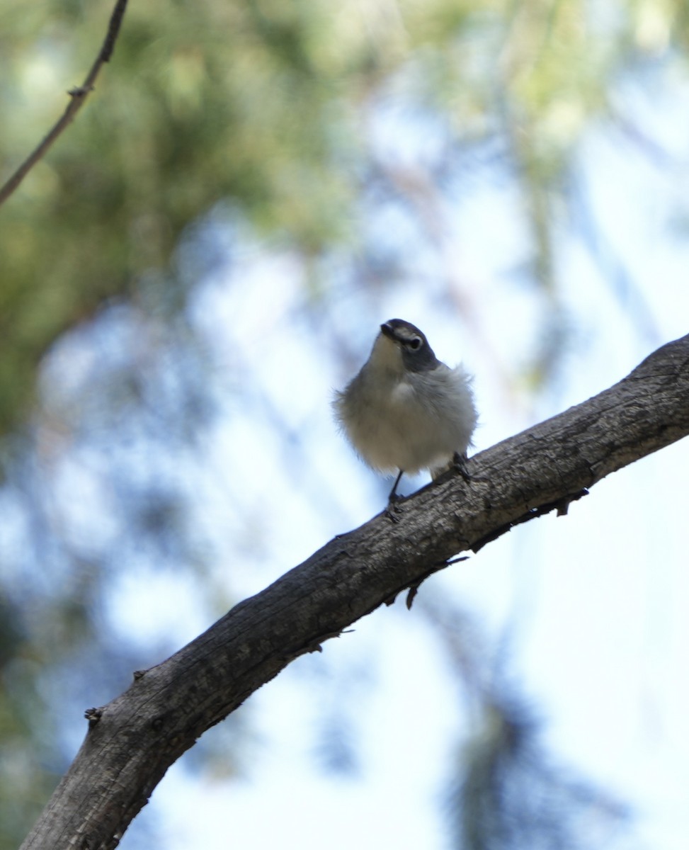 Plumbeous Vireo - ML618347925