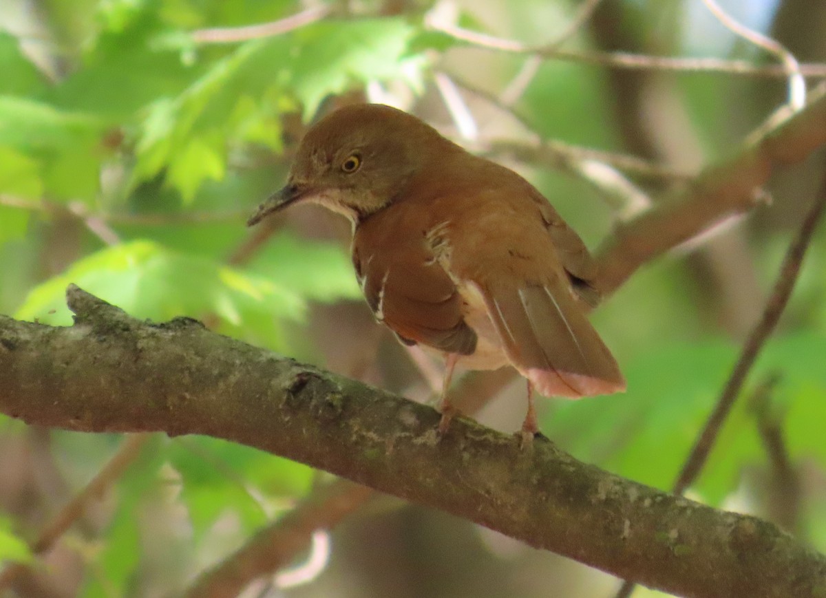 Brown Thrasher - Bennie Saylor