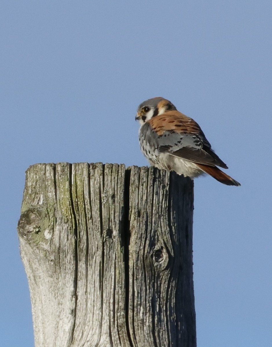 American Kestrel - Jean-Pierre Gagné