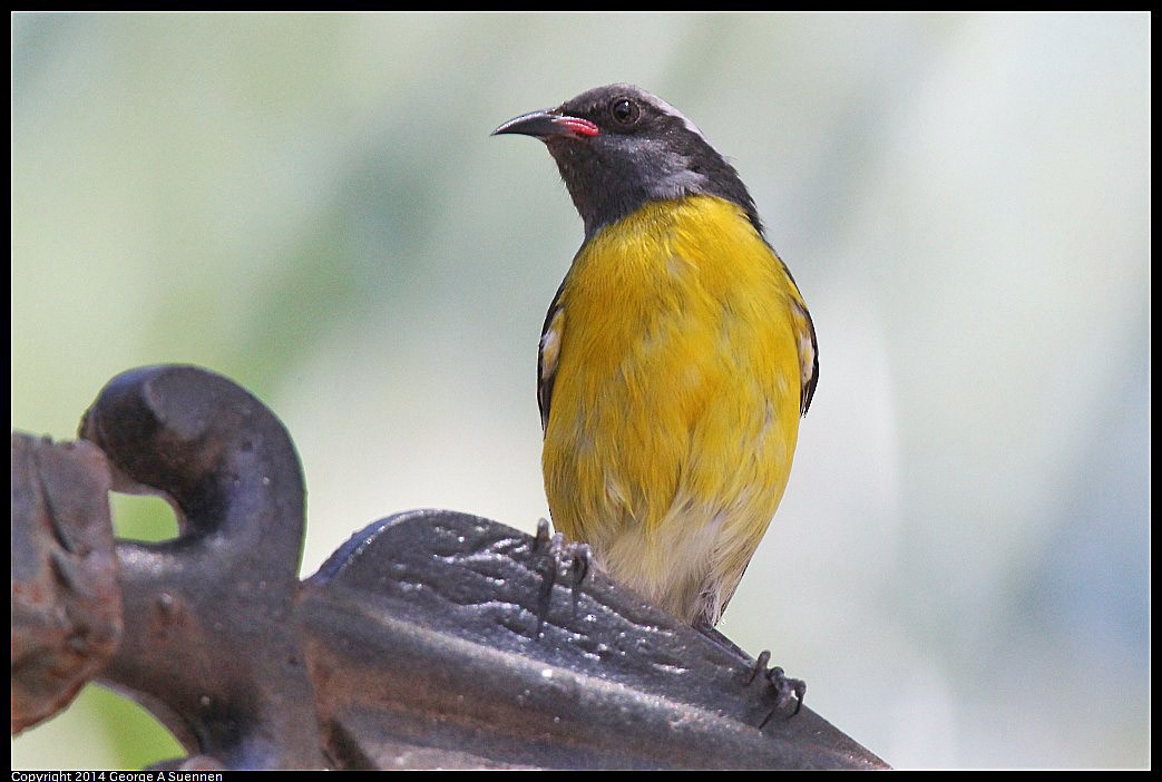 Bananaquit - George Suennen