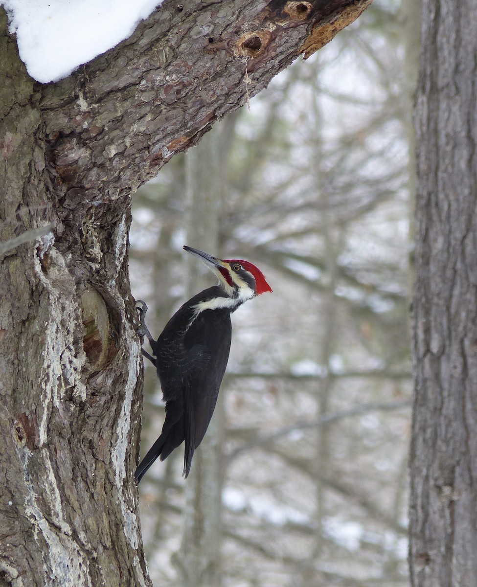 Pileated Woodpecker - Zack McBryde